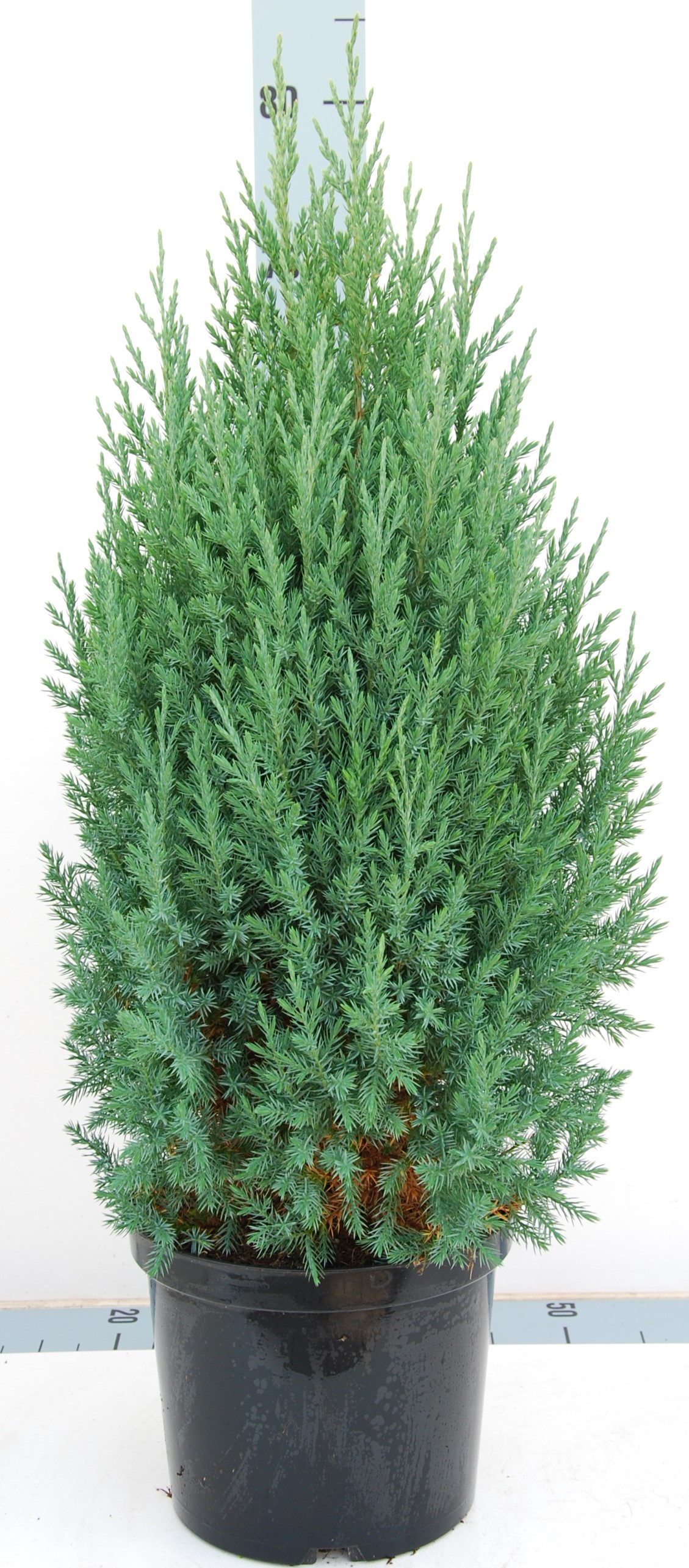 Можжевельник китайский Стрикта